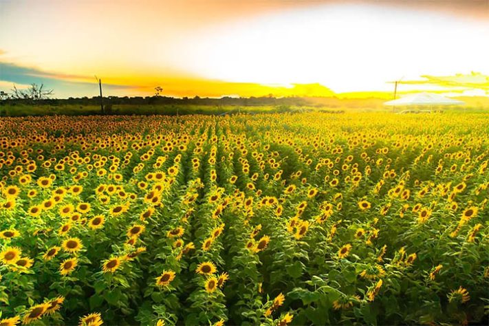 Curiosidades sobre Boa Vista, capital de Roraima
