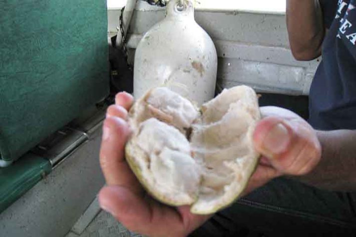 Ingá, a fruta conhecida como feijão-doce