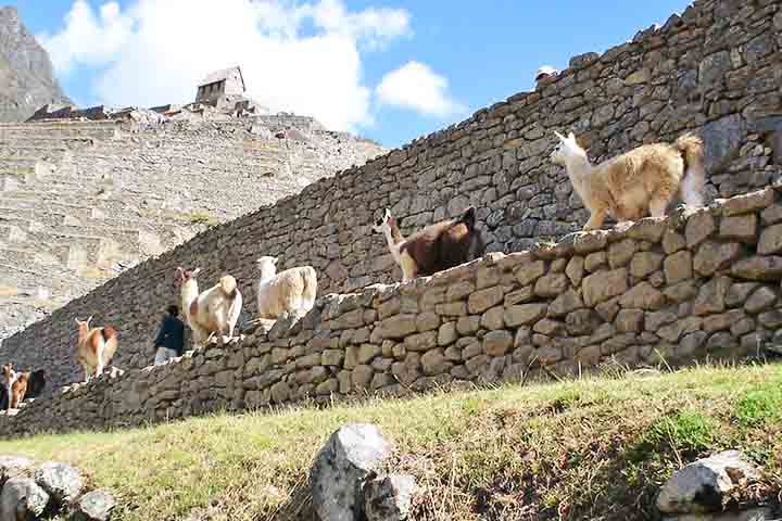 As duas espécies são pertencentes à família dos camelídeos, a mesma dos camelos e dromedários, mas evoluíram com propósitos e características biológicas distintas que facilitam sua identificação.