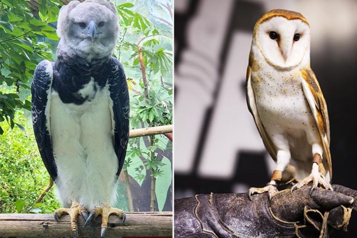 Projeto Selva Viva, zoológico brasileiro dedicado ao acolhimento e preservação de animais resgatados de situações de risco - Reprodução do Instagram @projetoselvaviva