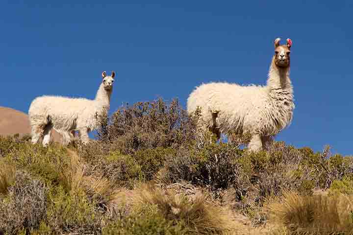 Esses camelídeos também são bem adaptados às condições extremas dos Andes. Eles vivem em altitudes elevadas, muitas vezes acima de 3.500 metros, onde o clima é frio, o ar é rarefeito e a vegetação é escassa.