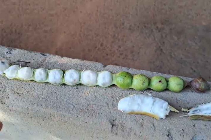 Ingá, a fruta conhecida como feijão-doce