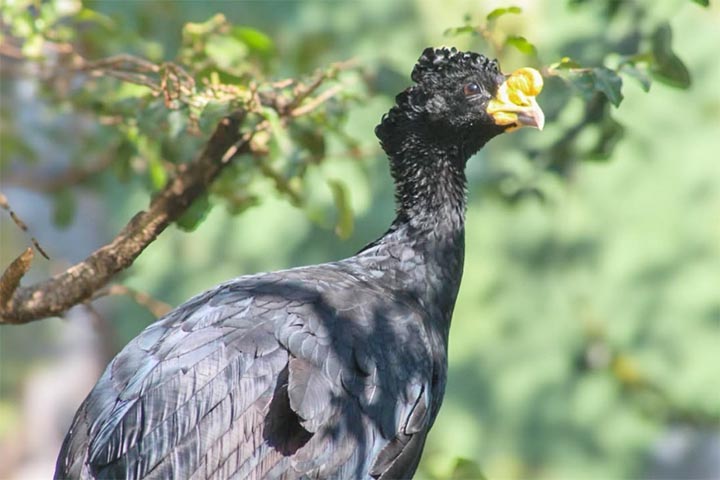 <p>Desde 2016, o local também funciona como zoológico aberto ao público. No entanto, o fato de a maioria dos animais terem sido criados em cativeiro acaba dificultando sua reintrodução na natureza.</p>
