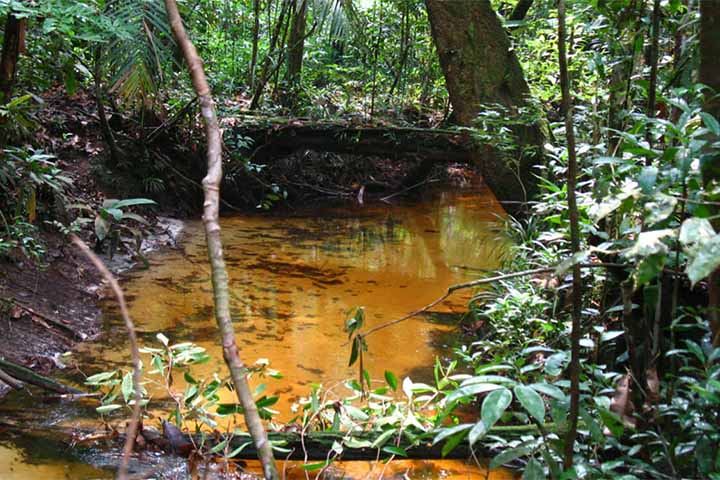 O lençol freático é um patrimônio invisível, mas vital, que sustenta a vida e a economia. No entanto, sua vulnerabilidade à poluição exige políticas públicas rigorosas e consciência individual. Portanto, proteger essa reserva é garantir o futuro da água doce no planeta.