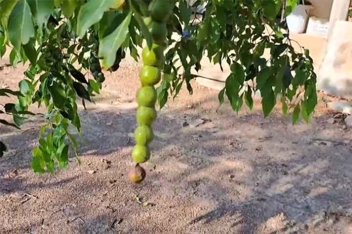 Ingá, a fruta conhecida como feijão-doce
