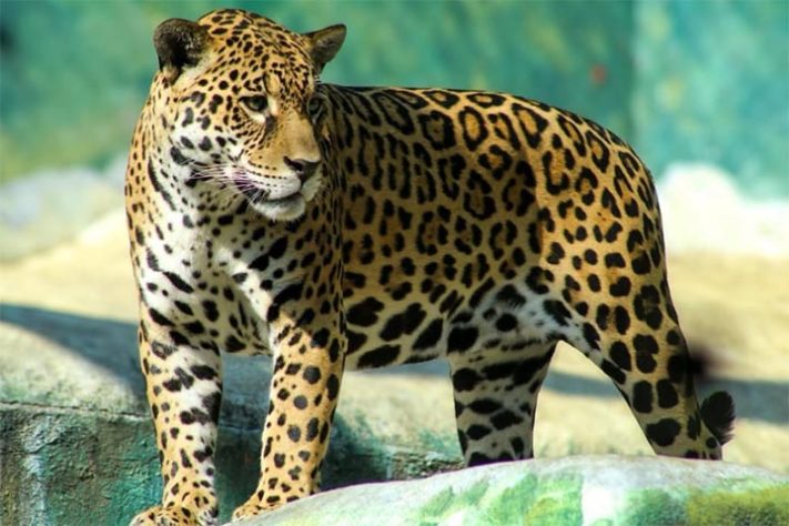 Projeto Selva Viva, zoológico brasileiro dedicado ao acolhimento e preservação de animais resgatados de situações de risco - Reprodução do Instagram @projetoselvaviva