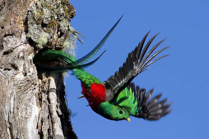 O quetzal, portanto, Ã© sÃ­mbolo de liberdade e resistÃªncia. Sua incapacidade de viver em cativeiro reforÃ§a a ideia de que a verdadeira beleza sÃ³ existe em harmonia com a natureza.