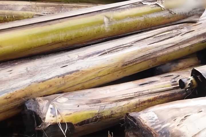 <p>O aproveitamento da bananeira ilustra esse movimento. O pseudocaule, geralmente deixado no campo após a colheita, pode fornecer fibras e celulose para aplicações têxteis e industriais.</p>
