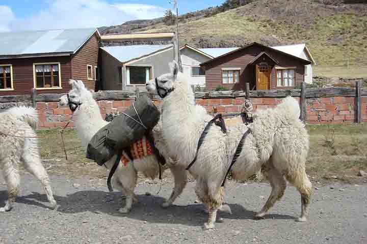 A principal diferença visual reside no tamanho e na estrutura corporal, sendo a lhama significativamente maior e mais robusta, chegando a pesar o dobro de uma alpaca.