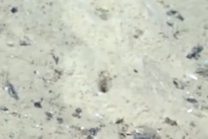 Cientistas encontram fileiras de buracos perfeitamente alinhados no fundo do oceano - Reprodução/NOAA