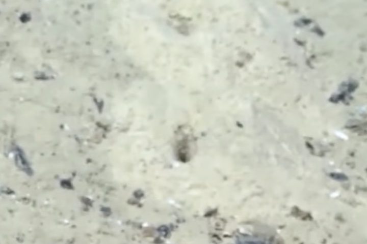 <p>Esse padrão sugeriu que a origem dos buracos não era aleatória, levantando a hipótese de algum processo específico, possivelmente biológico.</p>
