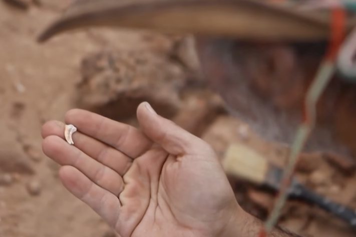 Dinossauro com menos de 1 kg achado na Argentina muda o que se sabe sobre a era dos gigantes – Reprodução/ABS-CBN News