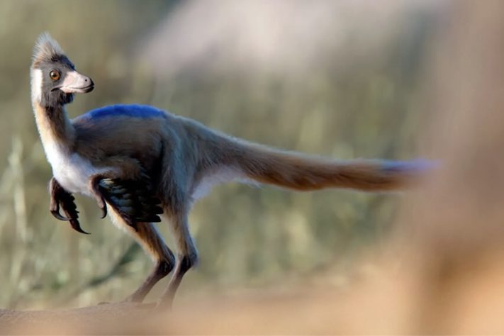 Dinossauro com menos de 1 kg achado na Argentina muda o que se sabe sobre a era dos gigantes – Reprodução/Gabriel Díaz Yantén, Universidad Nacional de Río Negro