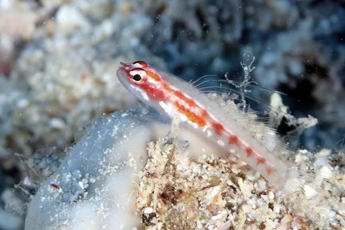 Killifish-turquesa (Nothobranchius furzeri)-- craigjhowe/iNaturalist