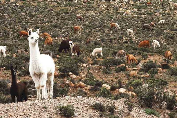 Embora sejam frequentemente confundidos por turistas e até por criadores iniciantes, lhamas e alpacas apresentam diferenças claras de tamanho, aparência, comportamento e até função.