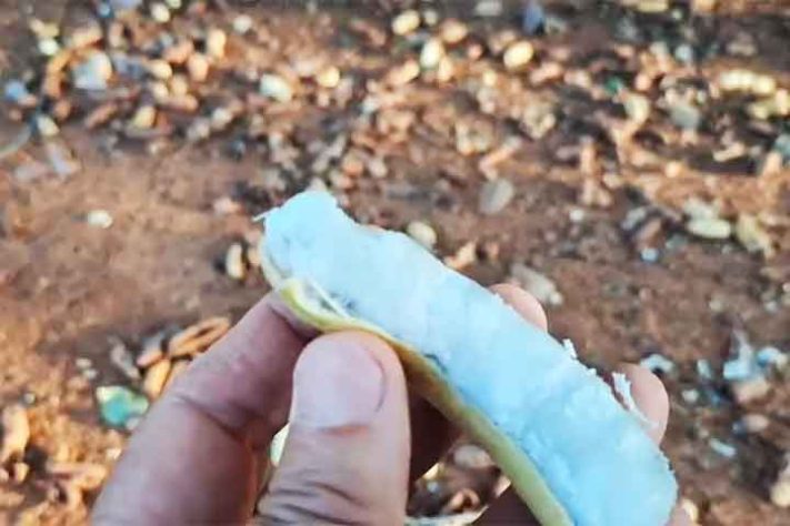 Ingá, a fruta conhecida como feijão-doce