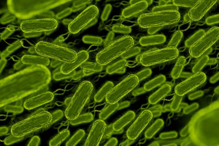 Bactérias - Reprodução/Freepik