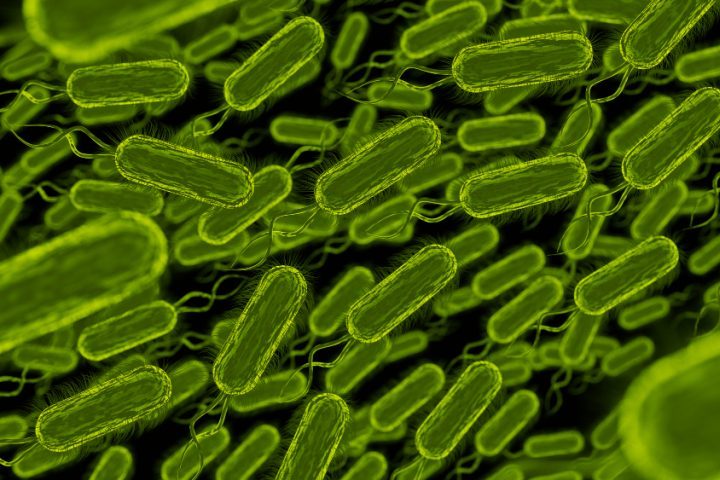 Elas podem ser encontradas em praticamente qualquer ambiente da Terra, desde o solo até o interior do corpo humano, onde muitas exercem funções vitais, como o auxílio na digestão e a proteção contra patógenos.