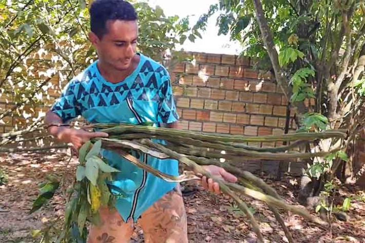 Ingá, a fruta conhecida como feijão-doce