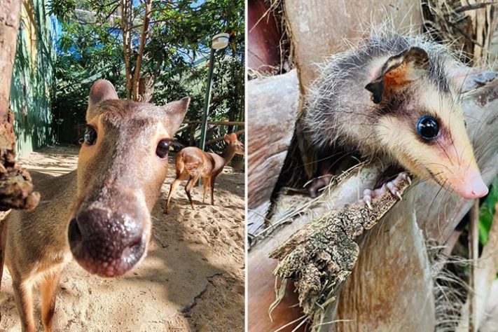 Projeto Selva Viva, zoológico brasileiro dedicado ao acolhimento e preservação de animais resgatados de situações de risco - Reprodução do Instagram @projetoselvaviva