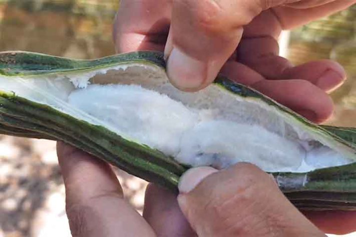 Ingá, a fruta conhecida como feijão-doce