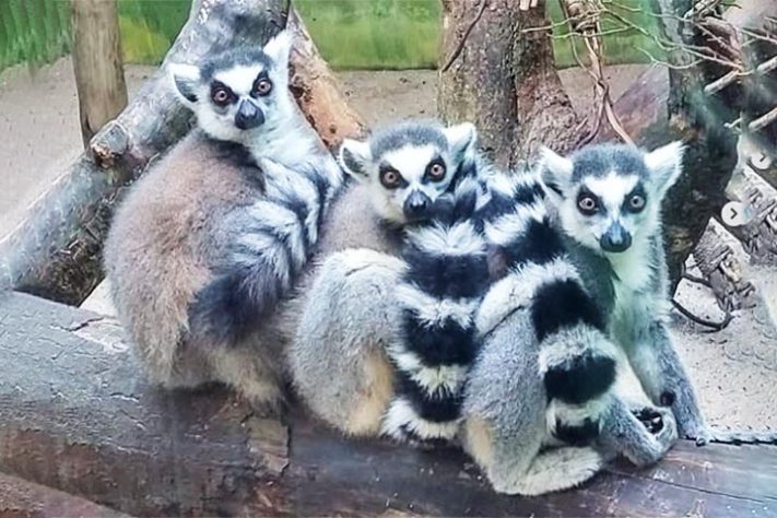 Projeto Selva Viva, zoológico brasileiro dedicado ao acolhimento e preservação de animais resgatados de situações de risco - Reprodução do Instagram @projetoselvaviva