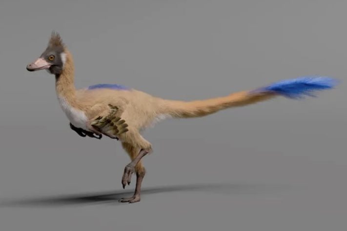 Dinossauro com menos de 1 kg achado na Argentina muda o que se sabe sobre a era dos gigantes – Reprodução/Gabriel Díaz Yantén, Universidad Nacional de Río Negro