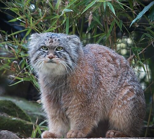 Felinos: pitadas de curiosidades sobre diferentes espécies