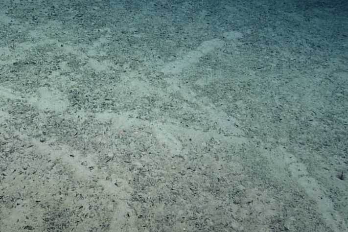 Cientistas encontram fileiras de buracos perfeitamente alinhados no fundo do oceano - Reprodução/NOAA