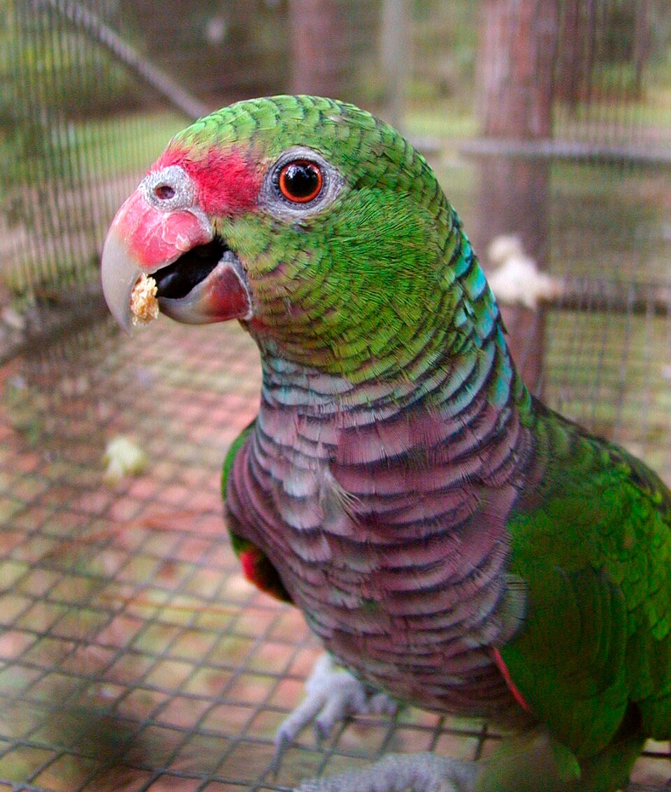 <p>O papagaio-de-peito-roxo é uma espécie rara da Mata Atlântica do sul do Brasil e Paraguai. Considerado em perigo de extinção, sofre com a perda de habitat, especialmente de florestas com araucárias, além do tráfico de animais silvestres.</p>
