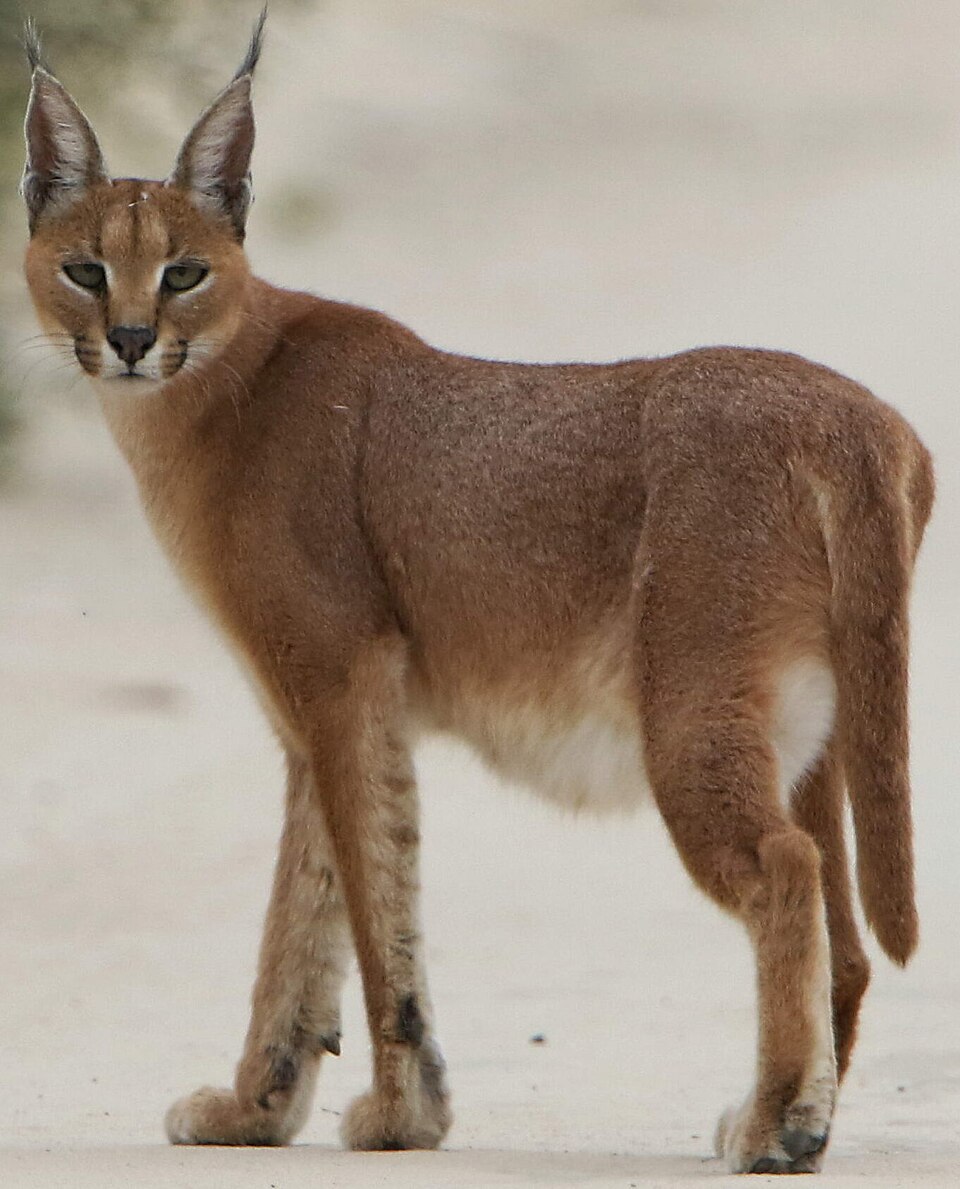 10- caracal
É famoso pelos saltos impressionantes durante a caça. Consegue capturar aves no ar com precisão, saltando vários metros de altura.