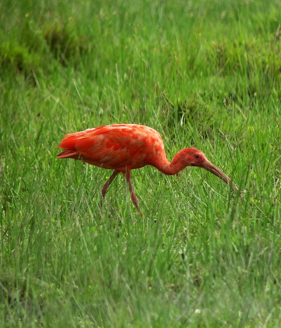<p>Hoje, o guará-vermelho é considerado um símbolo da biodiversidade costeira brasileira. Sua presença é vista como indicador de equilíbrio ecológico e conservação ambiental.</p>
