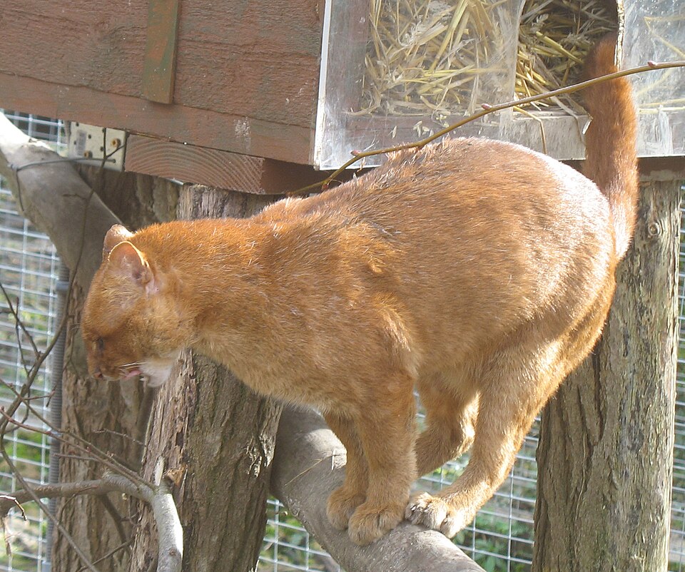 12- jaguarundi
Diferente da maioria dos felinos, é ativo durante o dia. Tem corpo alongado e lembra mais uma doninha do que um gato típico.
