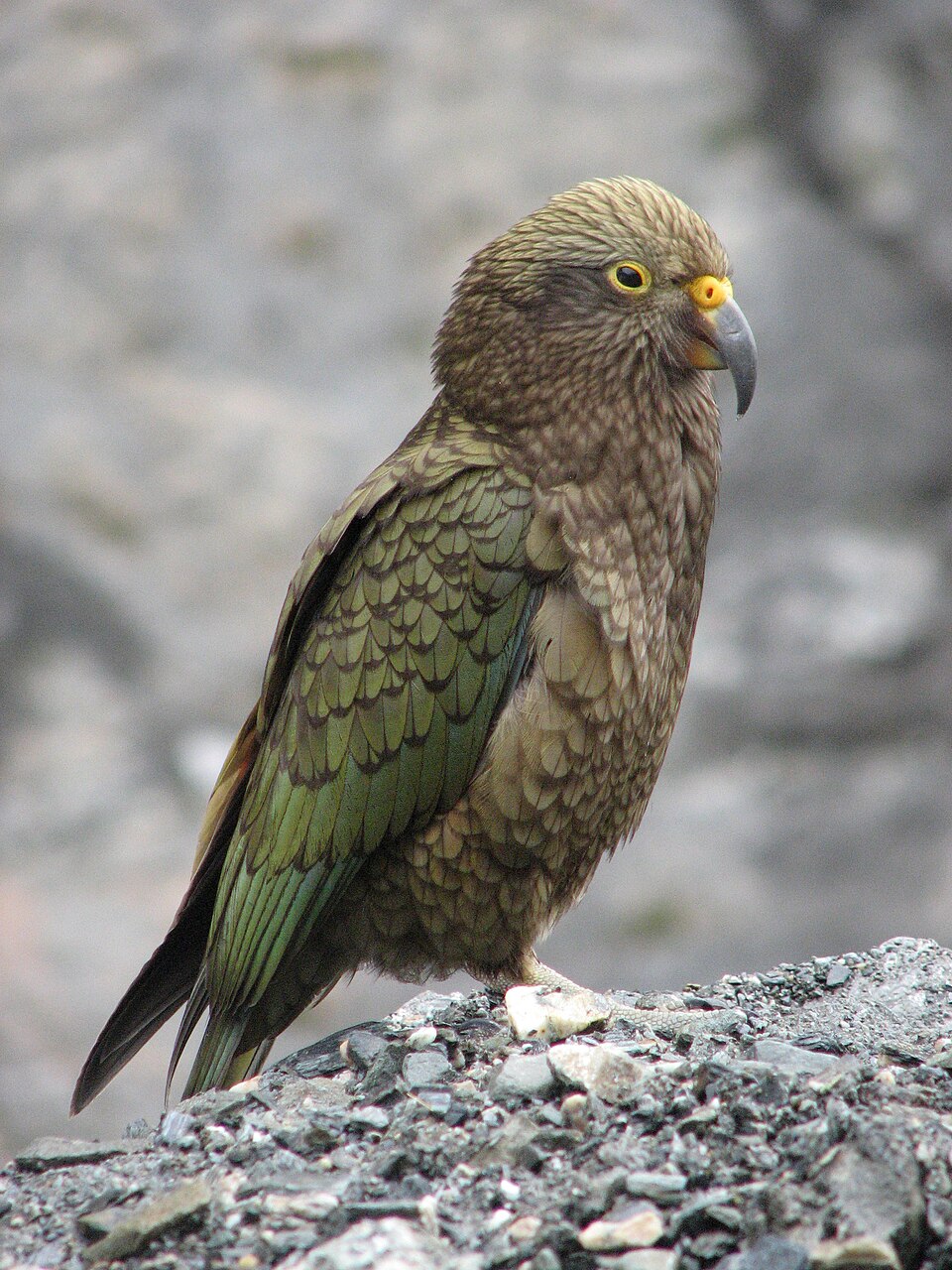 <p>O papagaio-kea vive nas regiões montanhosas da Nova Zelândia e é considerado um dos mais inteligentes do mundo. Classificado como em perigo de extinção, sofre com a ação de predadores introduzidos e com a interferência humana.</p>
