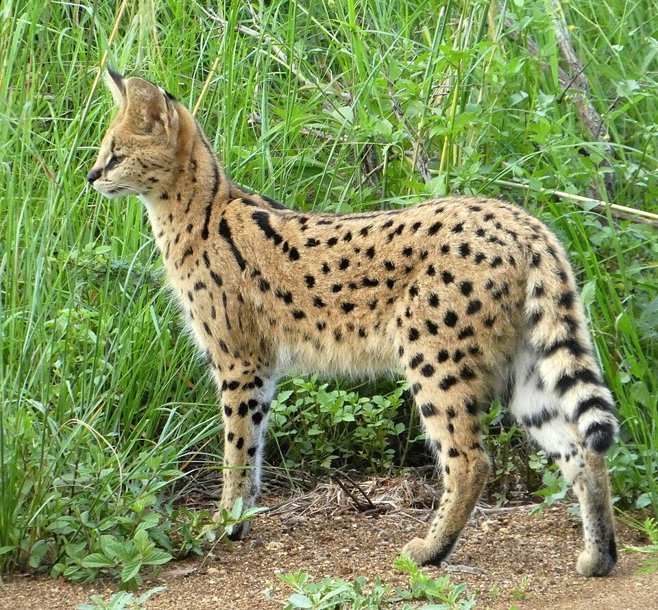 11- serval
Possui pernas longas e orelhas grandes, que ajudam a detectar presas no solo. Sua audição é tão sensível que identifica pequenos movimentos subterrâneos.