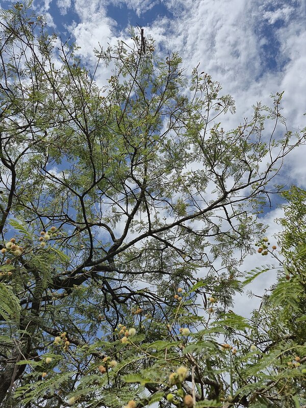 <p>Esses exemplos mostram, portanto, como plantas introduzidas como belezas ornamentais podem se tornar invasoras, transformando paisagens e reduzindo perigosamente a diversidade biológica.</p>
