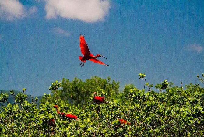 Guará-vermelho: símbolo vivo da biodiversidade costeira