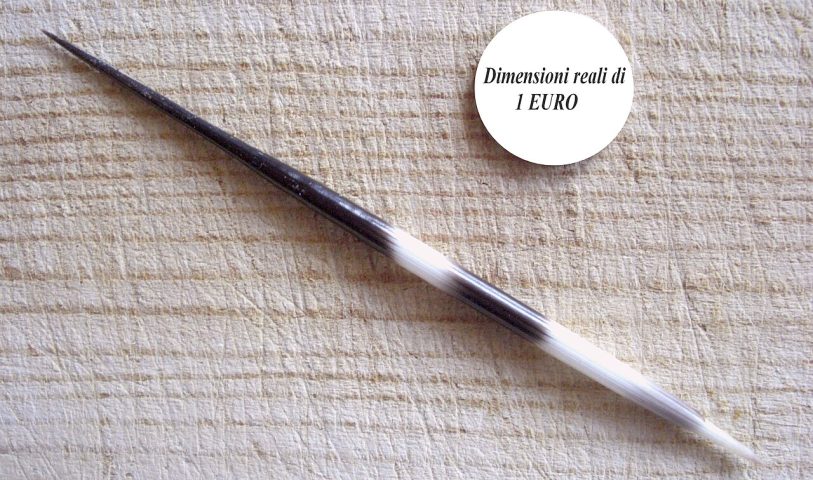 <p>Esses dois grupos evoluíram separadamente, embora apresentem características semelhantes. Os espinhos são, na verdade, pelos modificados feitos de queratina — a mesma proteína presente nas unhas e cabelos humanos.</p>
