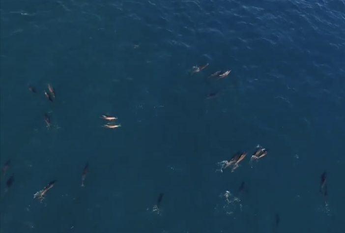 Baía dos Golfinhos, Fernando de Noronha - Reprodução/YouTube