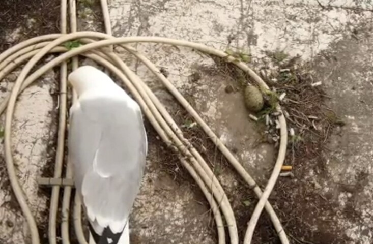 <p>No experimento, cientistas analisaram ninhos de chapim azul e compararam três situações: ninhos naturais, esterilizados e com duas bitucas. Os filhotes que nasceram nos ninhos com tabaco apresentaram menos pulgas e carrapatos e melhores indicadores de saúde.</p>
