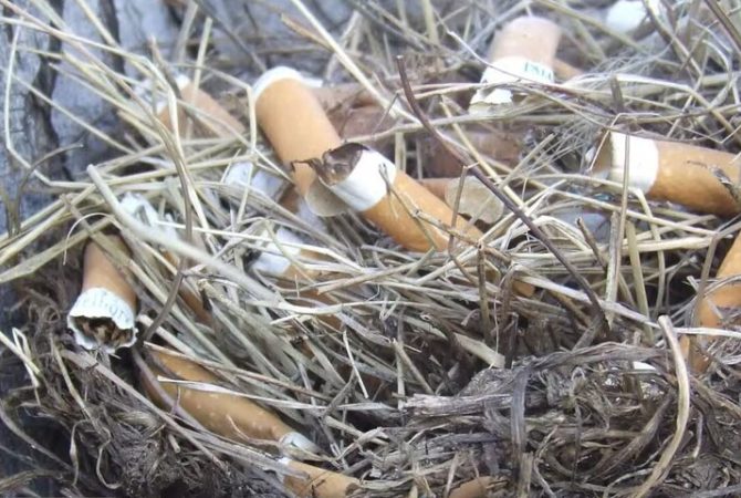 Passarinhos usam bitucas de cigarro para proteger seus ninhos