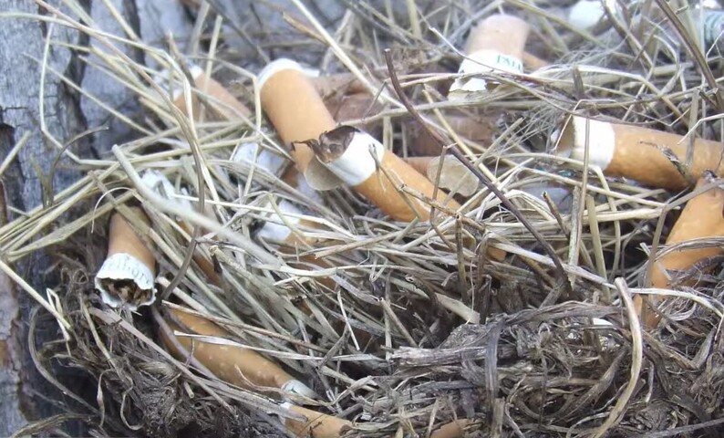 <p>Pesquisa anterior da Universidade Autônoma do México também observou tentilhões retirando fibras de cigarros para esse fim. Apesar dos benefícios contra parasitas, exames indicaram sinais de dano genético nas aves, e os efeitos de longo prazo ainda permanecem incertos.</p>
