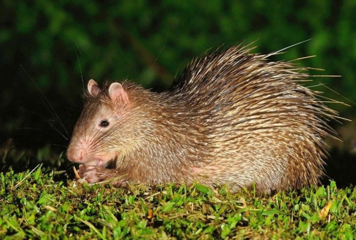 Porco-espinho (animal) | Flickr - tontantravel