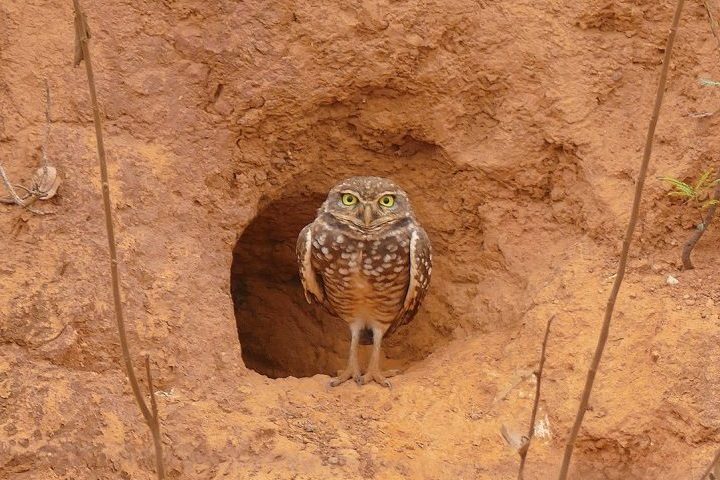 <p>Coruja-buraqueira: Ao contrário de outras corujas, esta espécie tem hábitos diurnos e vive em buracos no solo, muitas vezes aproveitando tocas abandonadas por outros animais.</p>
