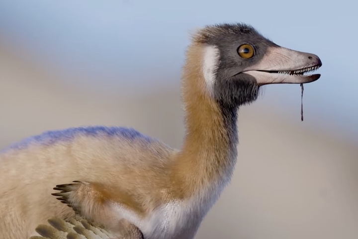 <p>Análises confirmaram que se tratava de um adulto de quatro anos, pesando menos de um quilo.</p>
