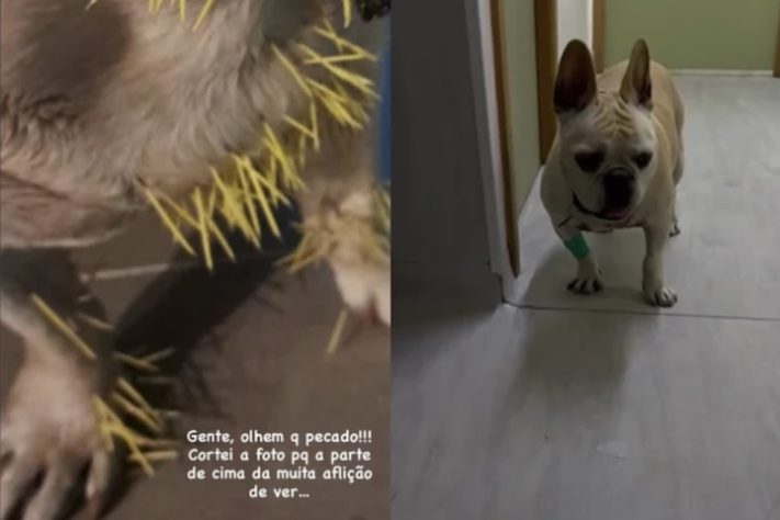 Cachorros de Sthefany Brito sofrem ataque de porco-espinho – Reprodução/Redes Sociais