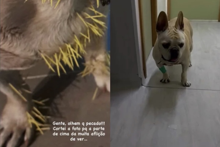 <p>Segundo ela, London, Montaltino e Donatina — como são chamados — apareceram com vários espinhos no corpo e no rosto, e precisaram ser levados ao veterinário.</p>
