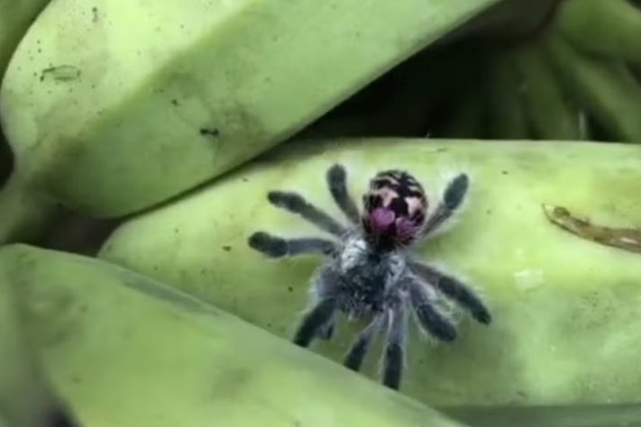 Caranguejeira-Joia-Brasileira (Typhochlaena seladonia) — iNaturalist/vsmjr 