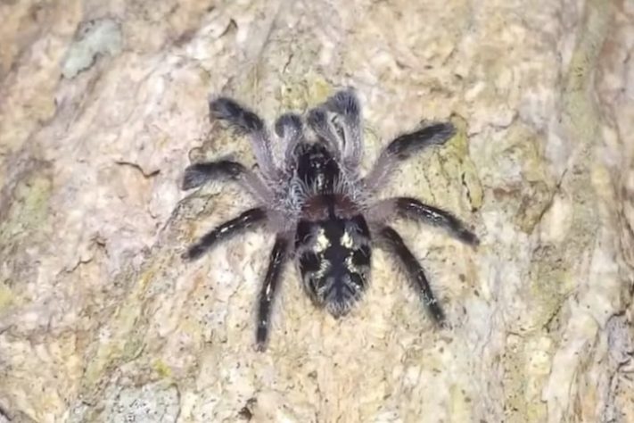 Caranguejeira-Joia-Brasileira (Typhochlaena seladonia) — iNaturalist/vsmjr 