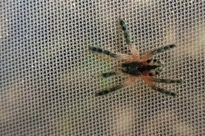 Exemplar de caranguejeira Typhochlaena curumim — iNaturalist/alvfr